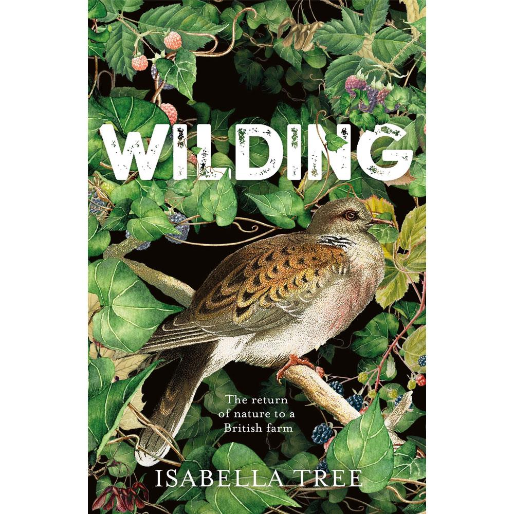 wilding isabella